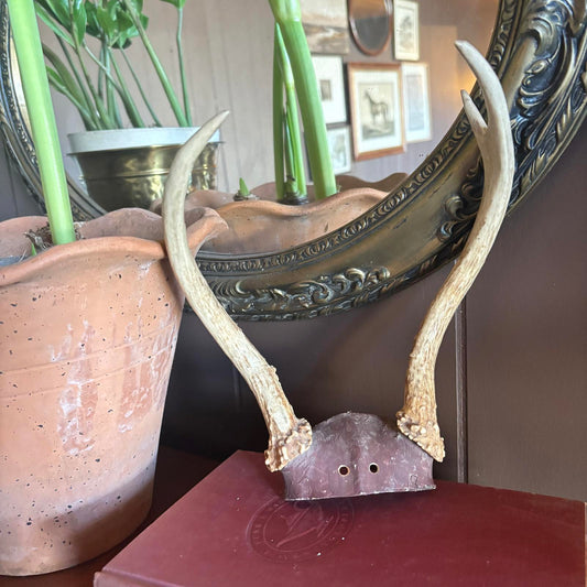 Vintage Whitetail Deer Antler Plaque Mount Home Wall Decor