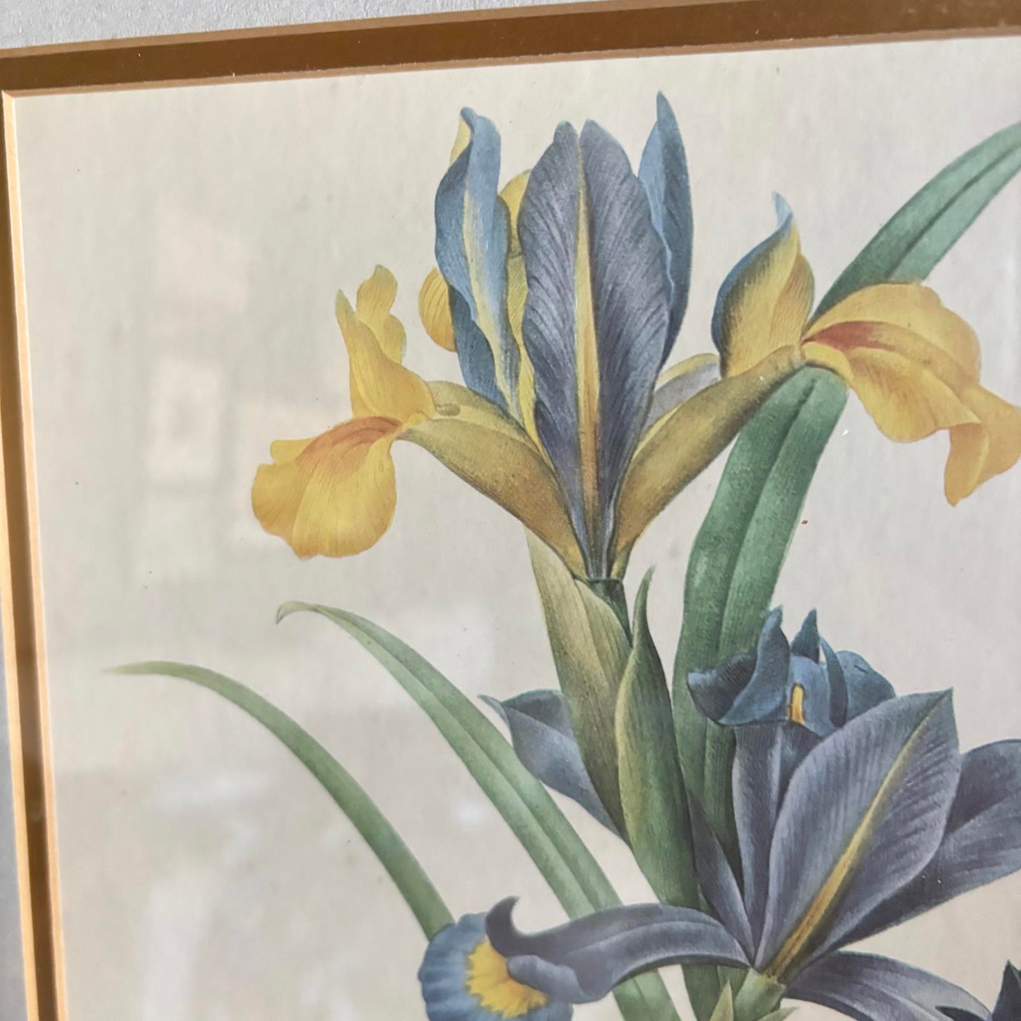 Iris botanical *LOCAL PICKUP ONLY*