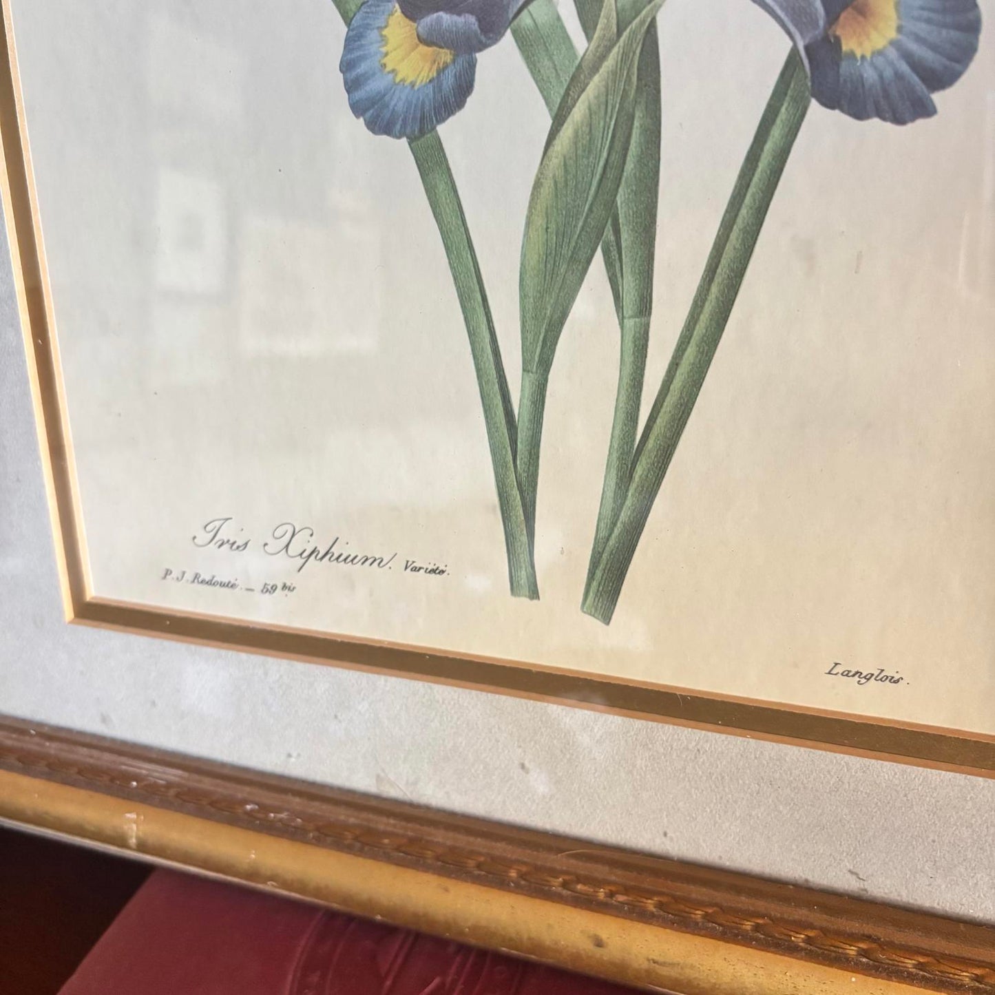 Iris botanical *LOCAL PICKUP ONLY*