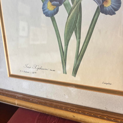 Iris botanical *LOCAL PICKUP ONLY*